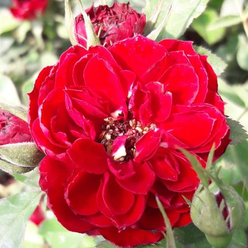 Rosa Zenta - rot - zwergrosen
